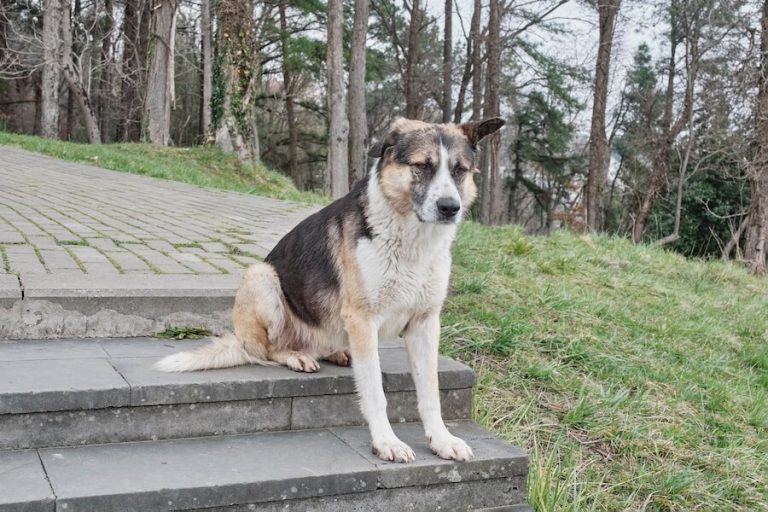 Kundelek na schodach